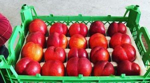 Caspian Fruits exports Iranian nectarines.