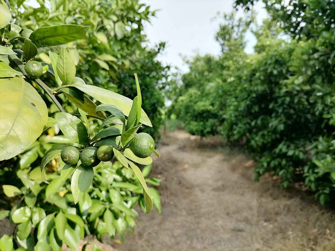 Caspian Fruits Garden-Iran Citrus Exporter