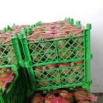 Iran Fruit company exports kiwi fruits