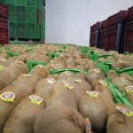 export iran kiwi fruits by caspian fruits