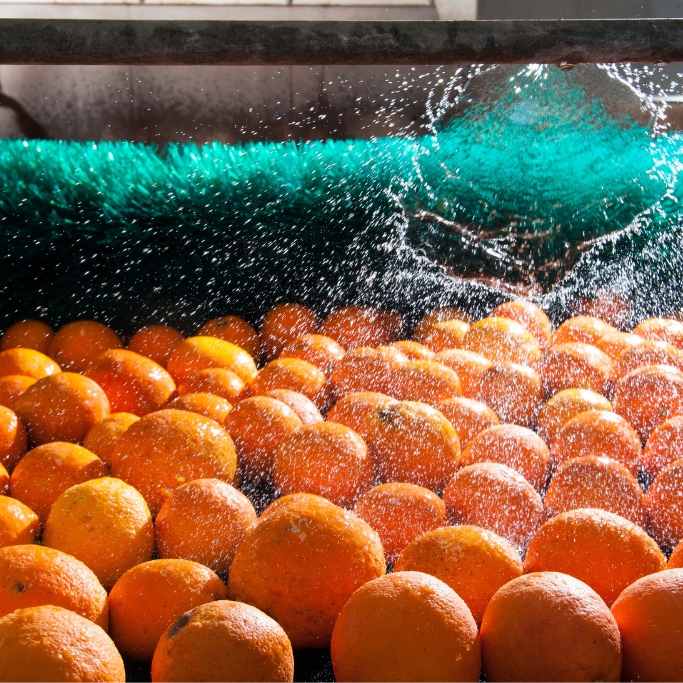 iran fruits exporting company