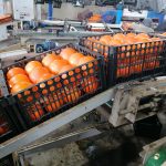 iranian oranges suitable for afghanistan markets