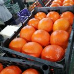 iranian oranges suitable for uzbekistan, russia, kazachstan and armenia fruit markets.