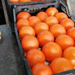 iranian oranges for iraq markets
