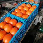 iranian oranges ready to export to russian markets.