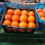 iranian oranges suitable for uzbekistan markets.