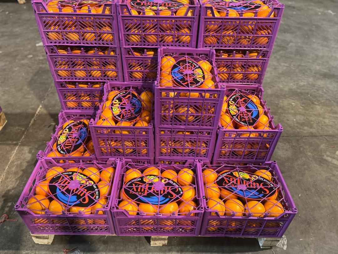 Iran orange-ready to export-Caspian Fruits Group