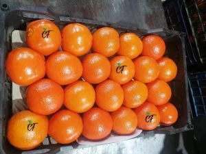 fresh oranges