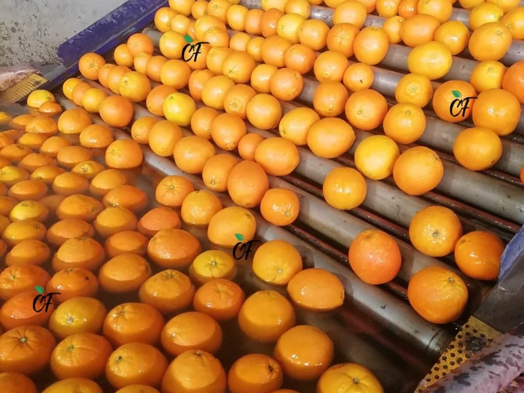 oranges for health