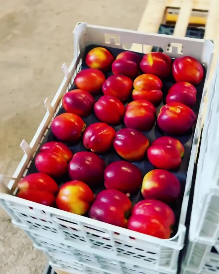 Caspian Fruits exports Iranian nectarines.