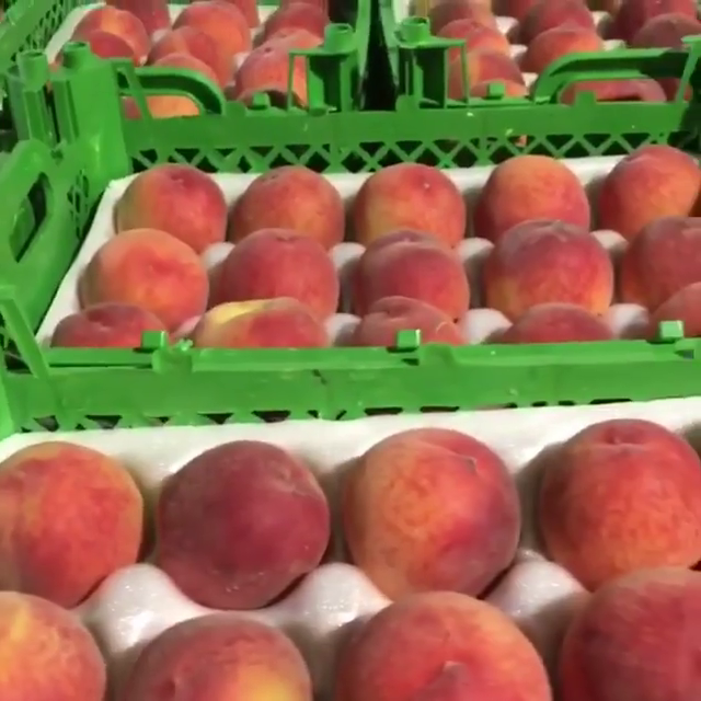 Caspian Fruits is Iran fruits company, exporting Iran peach