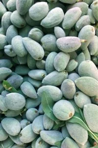 Green-Ripe Almond in iran