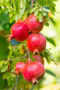 Pomegranate is Iran national fruit. Iran is famous for pomegranate.