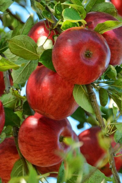 iran apple fruit