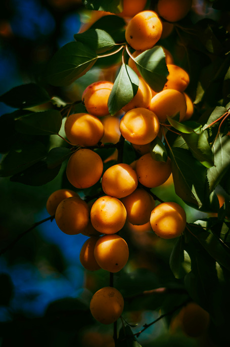 iran Apricot fruit