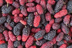 iran Mulberries fruits